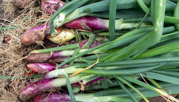 Stock image many long raw red onions in the garden