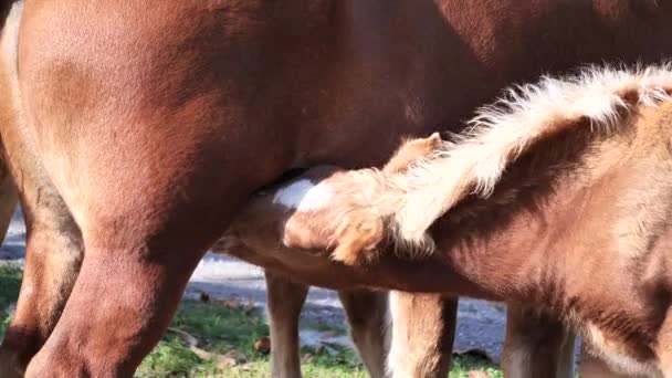 Young Cute Brown Foal Drinking Milk Mother Udder — Stock Video