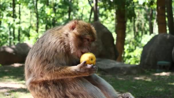 Macaco Berberiscos Macaca Sylvanus Manzana Primates — Vídeos de Stock