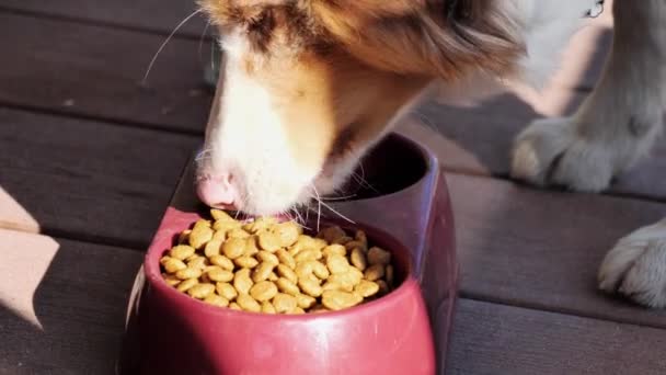 Собака Ест Киббл Открытом Воздухе — стоковое видео