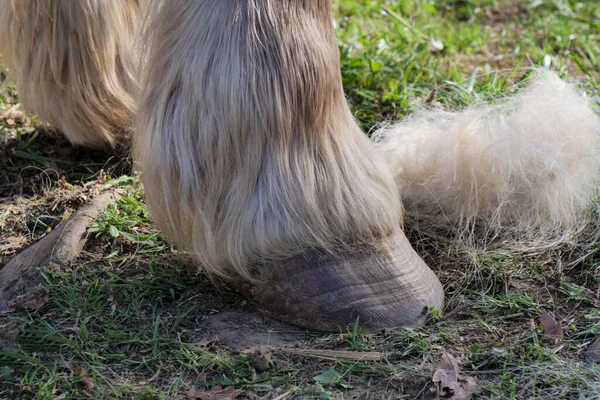 馬の足のひづめの詳細 — ストック写真
