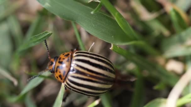 Primer Plano Escarabajo Patata Colorado Caminando — Vídeo de stock
