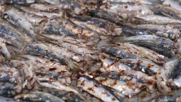 Délicieuses Sardines Fraîches Grillées Sur Barbecue — Video