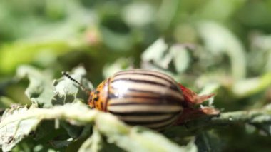 Colorado 'da yürüyen bir patates böceğinin yakın çekimi.