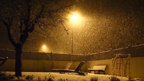 Neve Cai Jardim Noite Inverno — Vídeo de Stock