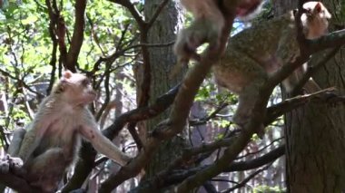 Barbar maymun, Macaca Sylvanus, primat kafa portresi.