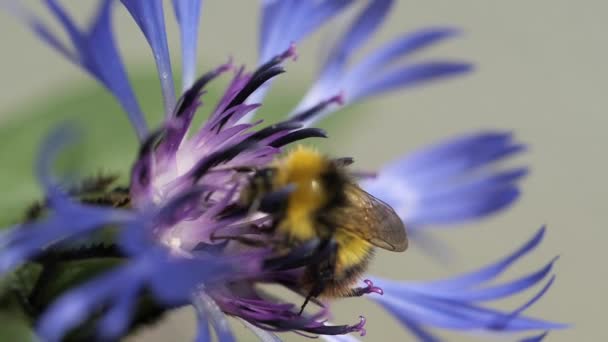 Hummel Sammelt Pollen Einer Lila Blume — Stockvideo