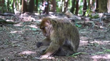 Barbar maymun, Macaca Sylvanus, primat portresi.