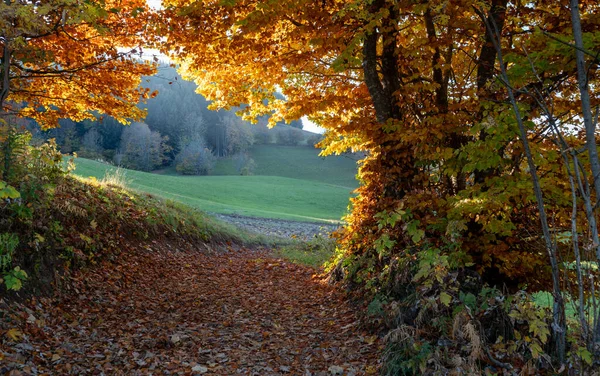 Ścieżka Zaroślach Jesienią — Zdjęcie stockowe