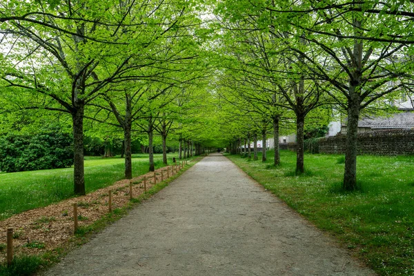 Beautiful Tree Lined Lane Springtime — Stock Photo, Image