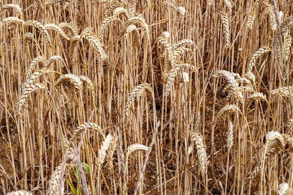 Wheat Field Ears Golden Wheat Closeup Stock Photo