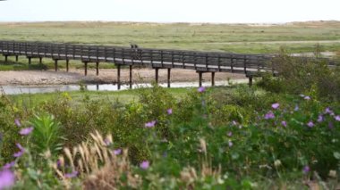 Aiguillon sur Mer ve doğanın gölü Casse de la Belle Henriette, Vendee, Fransa