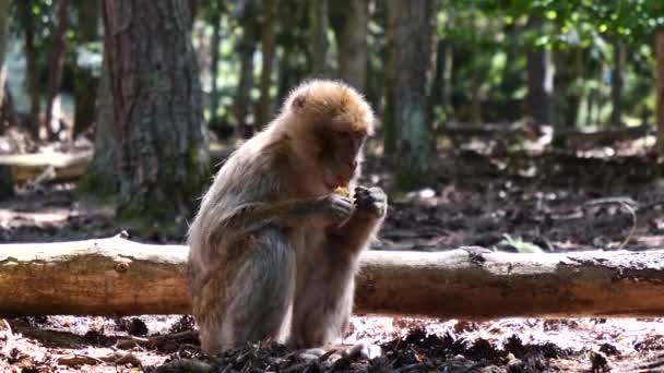 Macaco Berberisco Macaca Sylvanus Retrato Cabeza Primates — Vídeo de stock