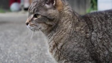 Tek gözlü sokak kedisi