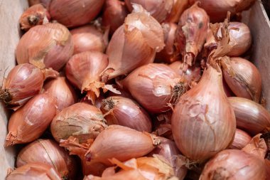 Taze altın soğanların güz hasadı