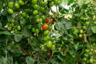 Serada domates bitkileri. 