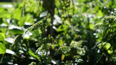 Vahşi yeşil doğada rüzgar.