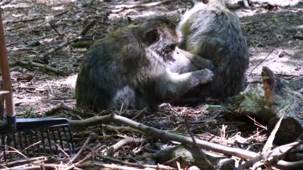 Monkey Searching Lice Another Monkey — Stock Video