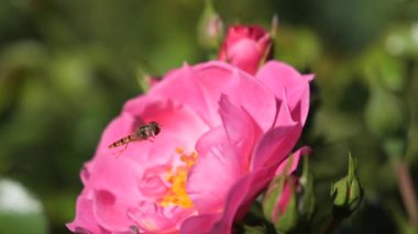 Uçan böcek ve pembe çiçeklerden polen toplamak.