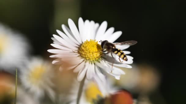 Flygande Insekt Och Samla Pollen Från Blomma Tusensköna — Stockvideo