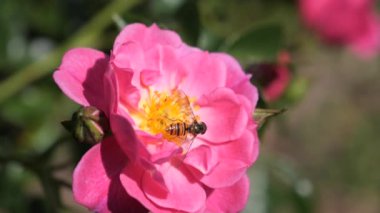 Uçan böcek ve çiçekten polen toplamak