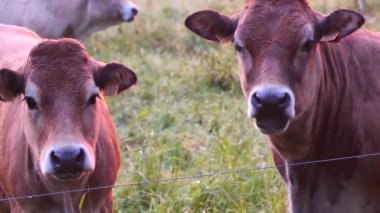 Çayırdaki kahverengi ineklerin portresi