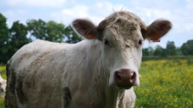 Kameraya bakan beyaz inek portresi