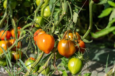 Çalılıklardaki güzel domatesler