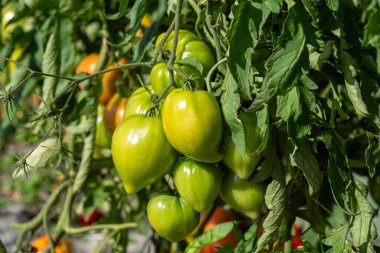 Çalılıklardaki güzel domatesler