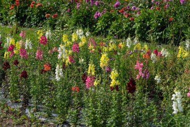 çok renkli çiçek tarlasının görüntüsü