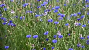 Kırsalda mavi karanfil çiçekleri