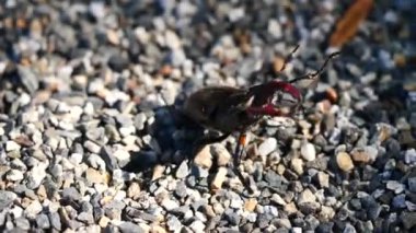 Lucanus cervus Avrupa Geyik Böceği