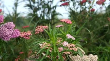 Achillea millefolium, Pembe çiçek tarlası.
