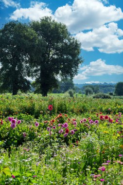 Arka planda ağaç olan bir çiçek tarlası. Gökyüzü mavi ve bazı bulutlar var.