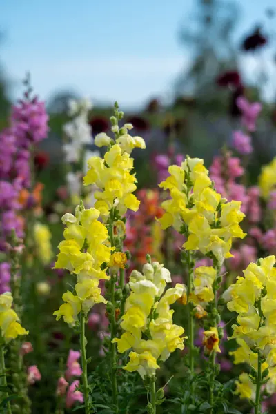 stock image A field of flowers with yellow flowers in the foreground and pink flowers in the background. The flowers are in full bloom and the colors are vibrant