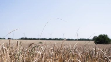 Arka planda açık mavi gökyüzü olan bir buğday tarlası gösterilir