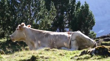Bir inek çimen tarlasında yatıyor.