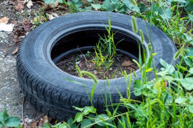 Bir lastik çimlerin üzerinde duruyor ve içinden bir bitki çıkıyor. Lastik siyah ve bitki yeşil.
