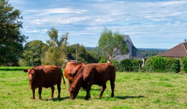 Üç inek bir tarlada otluyor. İnekler kahverengi ve ot yiyorlar. Alan yeşil ve huzurlu bir atmosferi var.