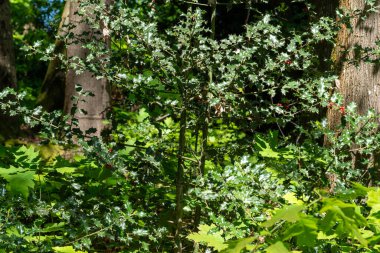 Yeşil yapraklı ve kırmızı meyveli bir ağaç. Ağaç diğer ağaçlar ve çalılarla çevrilidir. Resmin huzurlu ve huzurlu bir havası var.