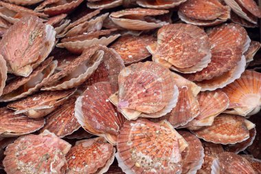 Kahverengimsi renkte bir kabuk yığını. Kabuklar üst üste istiflenmiş.