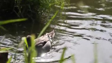 Duck gölette yüzüyor. Su yeşil ve bulanık. Ördek uzun otlarla çevrilidir.