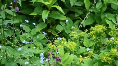 Mor çiçekleri ve yeşil yaprakları olan yemyeşil bir bitki. Bitki diğer bitki ve çiçeklerle çevrilidir.