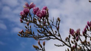 Gökyüzünde pembe çiçekli bir ağaç var.