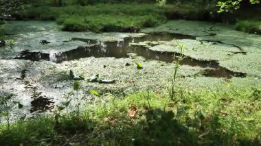 Yeşil bitkiler ve birkaç yabani otla dolu bir gölet. Su bulanık ve yeşilimsi bir rengi var