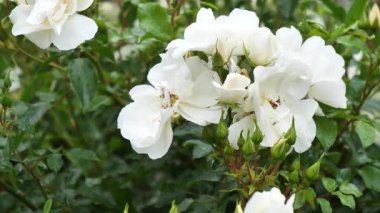 Bahçede bir demet beyaz çiçek var. Çiçekler tamamen çiçek açmış ve çok güzeller.