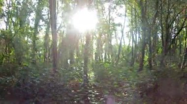 Ağaçları ve çalıları olan bir orman. Ağaçlar yeşil ve çalılar yeşil. Gökyüzü mavi ve güneş parlıyor.