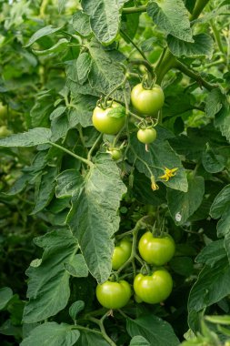 Bitkiden sarkan bir avuç yeşil domates. Burada beş domates var.