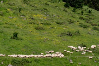 Koyun sürüsü bir tarlada otluyor. Görünürde en az 15 koyun var.
