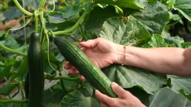 Kişi bir salatalık tutuyor. Salatalık yeşil ve bir bitkinin üzerinde. Kişi bilezik takıyor.